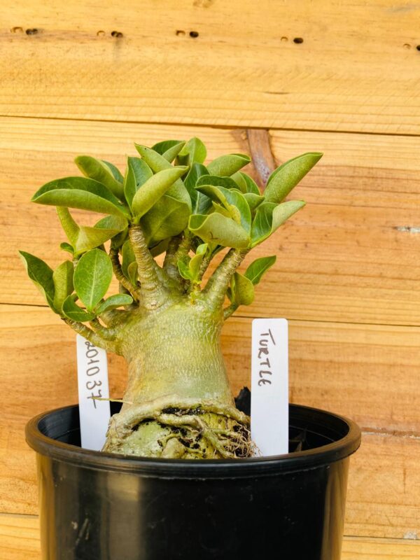 2010 37 Arabicum Turtle - F2 12 meses