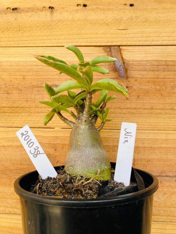 2010 38 Arabicum Nix - F2 12 meses