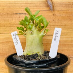 2010 40 Arabicum Sauron - F2 12 meses