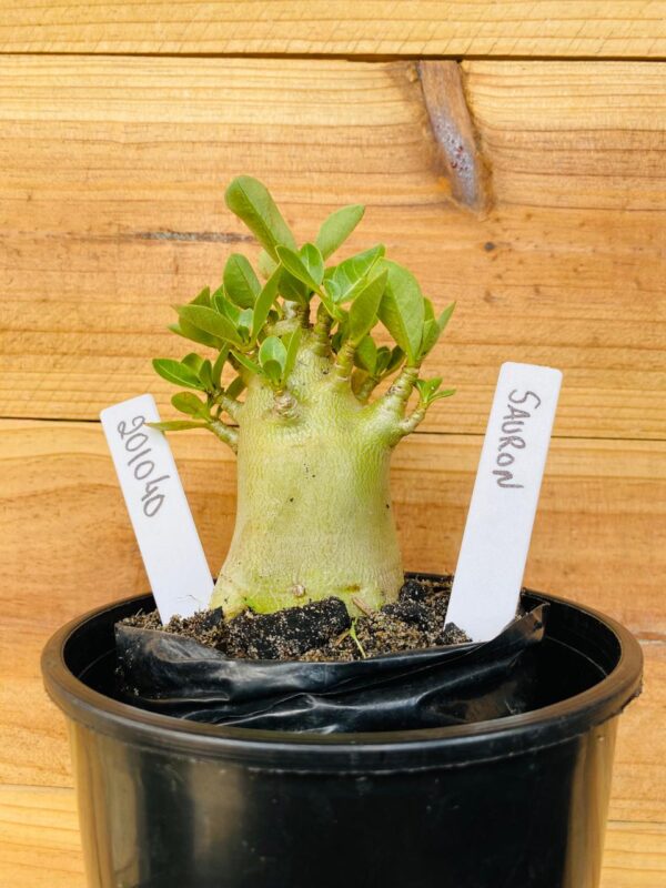2010 40 Arabicum Sauron - F2 12 meses