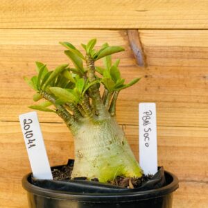 2010 41 Arabicum Pbn Soco- F2 12 meses