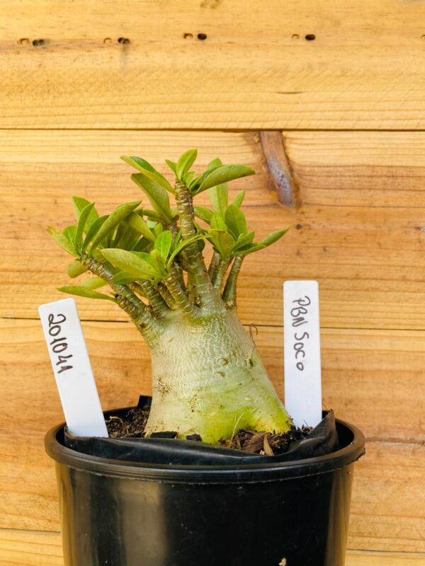 2010 41 Arabicum Pbn Soco- F2 12 meses