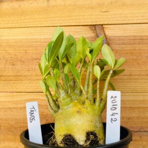 2010 42 Arabicum Tanos - F2 12 meses