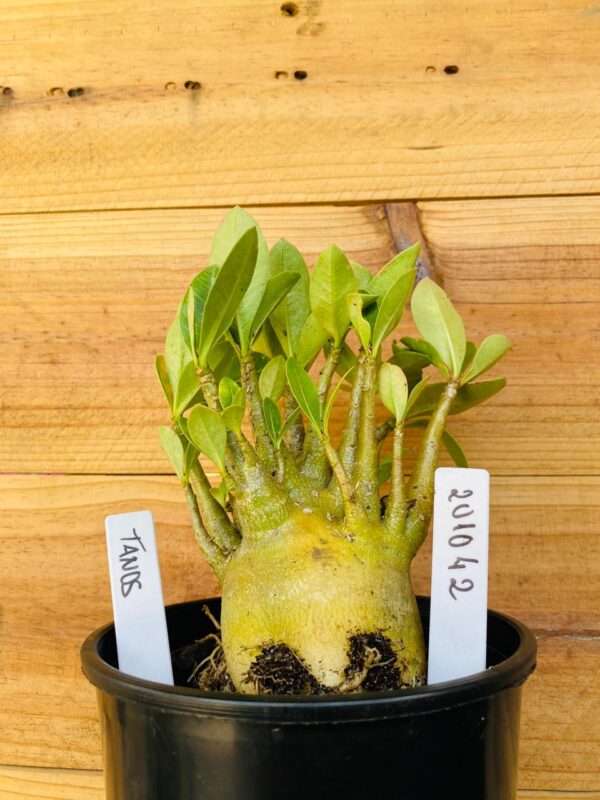 2010 42 Arabicum Tanos - F2 12 meses