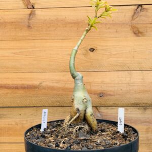 2010 01 Big Caudex Lotus