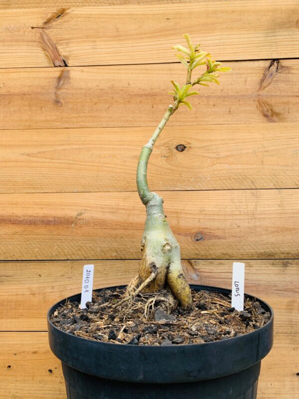 2010 01 Big Caudex Lotus
