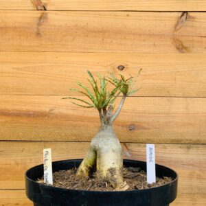 2010 06 Baoba Crispum de Semente