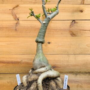 2010 08 Baoba ID Misterioso