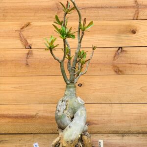 2010 11 Baoba Henessy