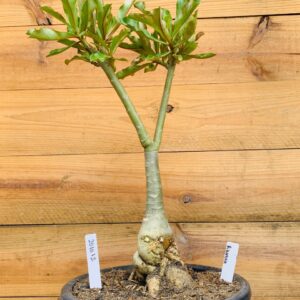 2010 12 Big Caudex Rihanna