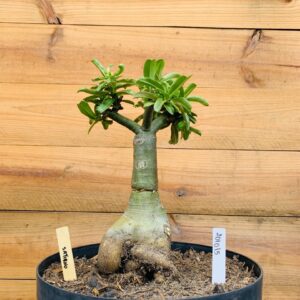 2010 15 Baoba Saturno