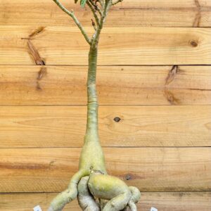 2010 26 Baoba ID MISTERIOSO