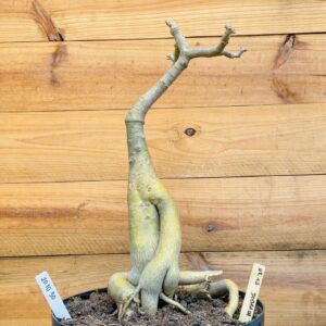 2010 30 Baoba Nr 12 Dobrada