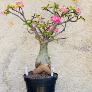 2010 31 Baoba Singela