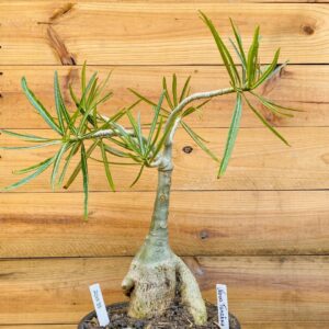 2010 35 Baoba Nova Tanzania