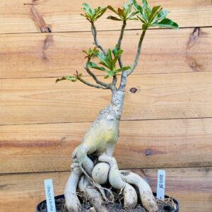 2010 38 Baoba ID MISTERIOSO