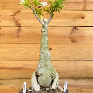 2010 41 Baoba Fanhua