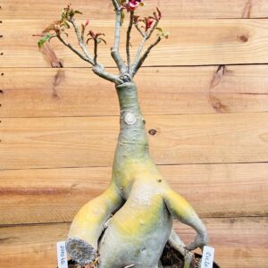 2010 42 Baoba Ciclope