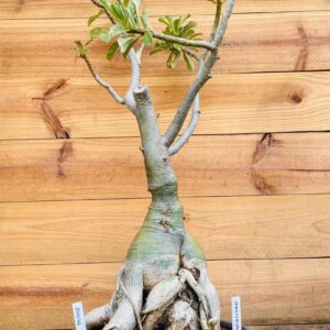 2010 48 Baoba ID MISTERIOSO