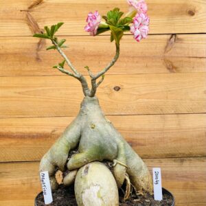 2010 49 Baoba Carnation