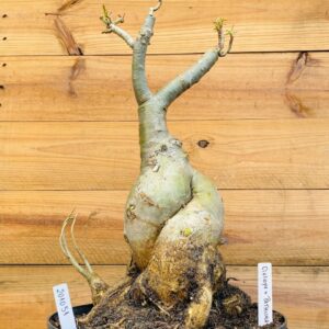 2010 51 Baoba Ciclope + Pathumma