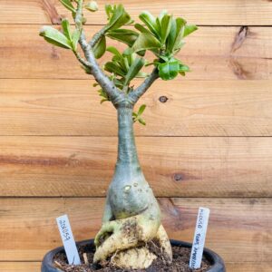 2010 57 Baoba Medusa Tons Amarelos