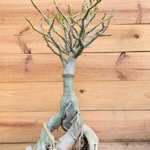 2010 62 Baoba Black Swan 2