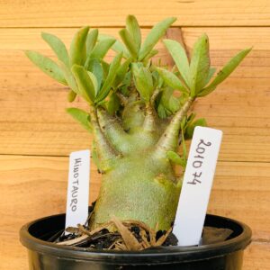 2010 74 Arabicum Minotauro - F2 12 meses