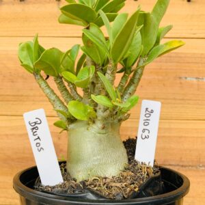 2010 63 Arabicum Brutos - F2 12 meses