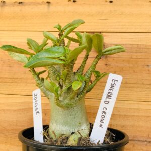 2010 68 Arabicum Emerald Crown- F2 12 meses