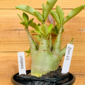 2010 64 Arabicum Urbano- F2 12 meses