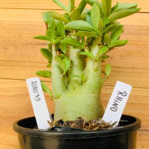 2010 75 Arabicum Rhino - F2 12 meses