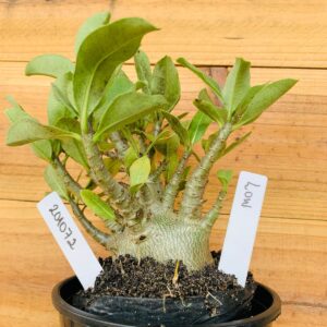 2010 72 Arabicum Low- F2 12 meses