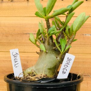 2010 69 Arabicum Javali - F2 12 meses