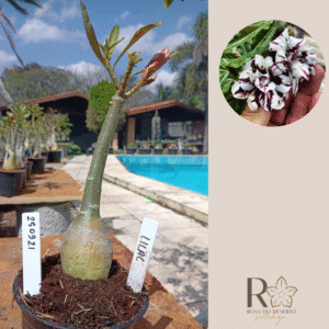 2509 21 Rosa do Deserto Lilac
