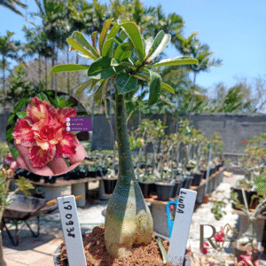 1809 38 Rosa do Deserto Linda