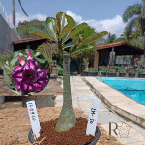 1709 60 Rosa do Deserto LM-50