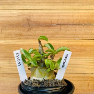 1710 57 Arabicum Minotauro  - F2 12 meses