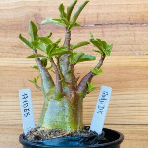 1710 65 Arabicum Godji Dk - F2 12 meses