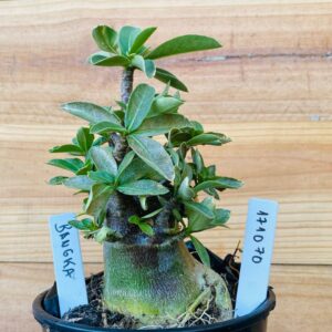 1710 70 Arabicum Bangka - F2 12 meses