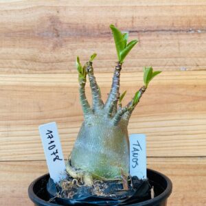 1710 78 Arabicum Tanos - F2 12 meses