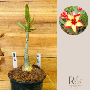 0710 101 Rosa do Deserto Cn-135