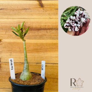 0710 113 Rosa do Deserto Lilac