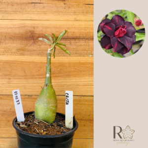 0710 87 Rosa do Deserto Crista