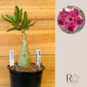 0810 13 Rosa do Deserto Triple Wish 3 Caudex Arabicum