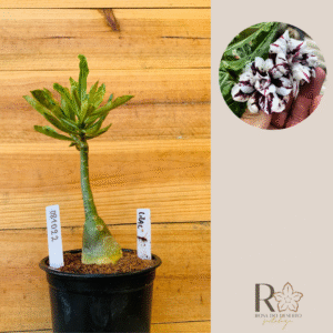 0810 22 Rosa do Deserto Lilac