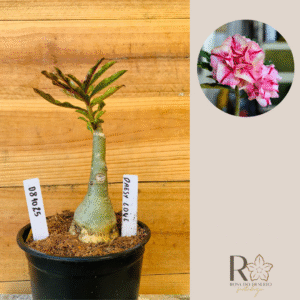 0810 25 Rosa do Deserto Daesy Love