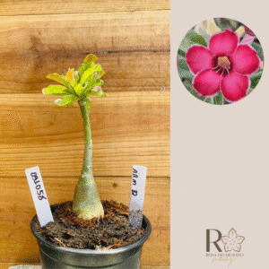 0910 58 Rosa do Deserto Arm 82