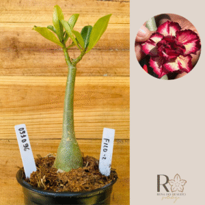 0910 96 Rosa do Deserto Filó 2