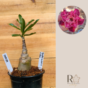 0910 09 Rosa do Deserto Triple Wish 3 caudex Arabicum